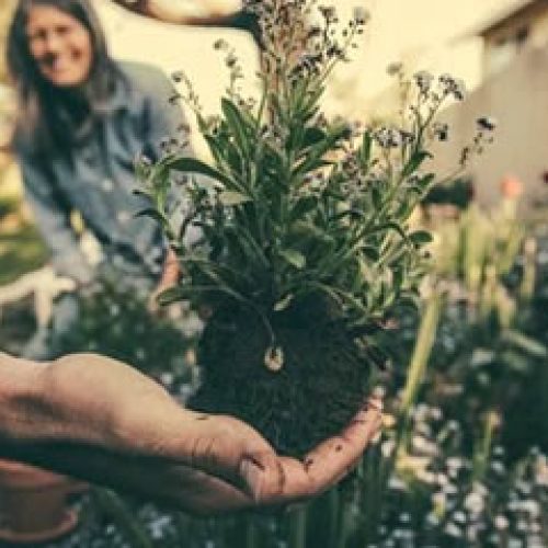Découvrez un secret sur le jardinage biologique